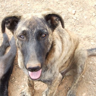 pitt c3 2495-322-11